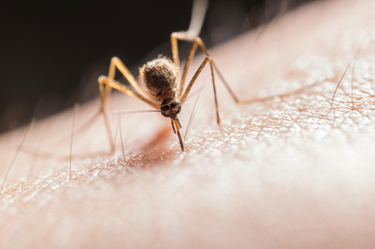 Natural Ingredients in an Insect Repellent Balm: What Actually Works and Why
